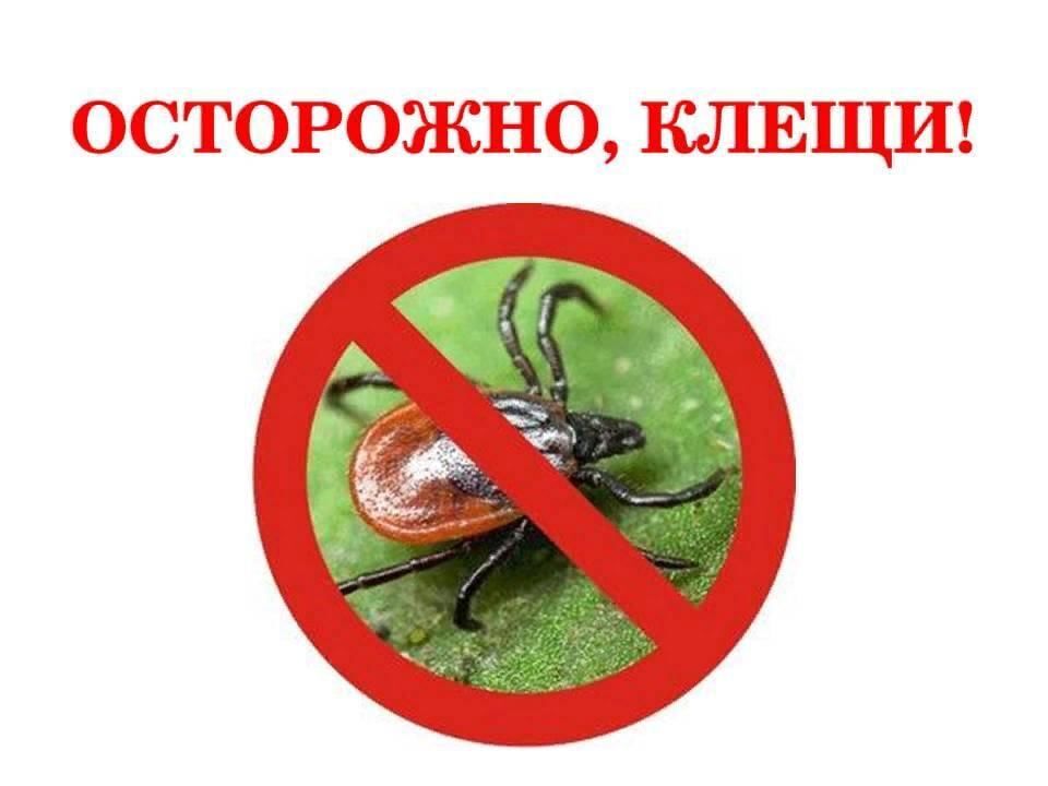 Иксодовые клещи опасны, собираясь на природу, помните об этом.