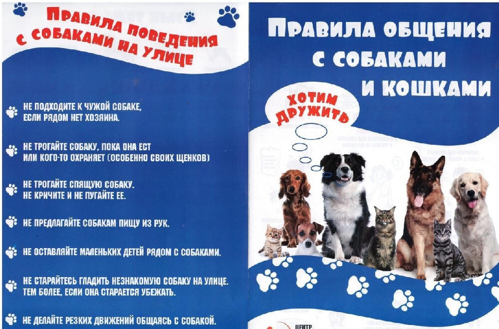 Безопасные каникулы: правила поведения с животными.